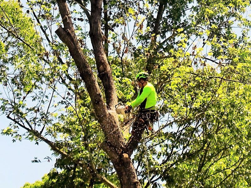 tree care