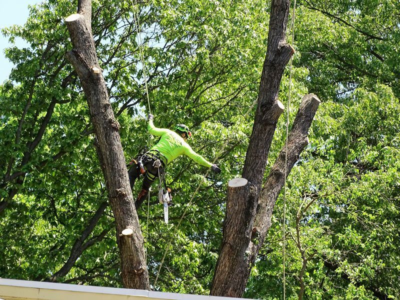 tree care