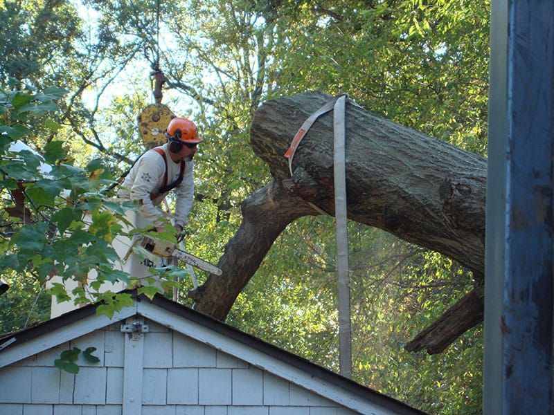 tree care