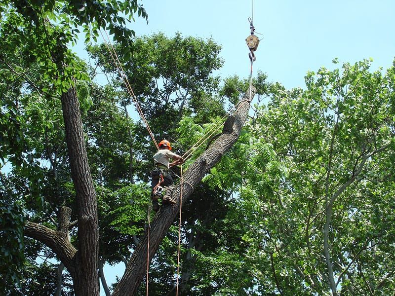 tree care