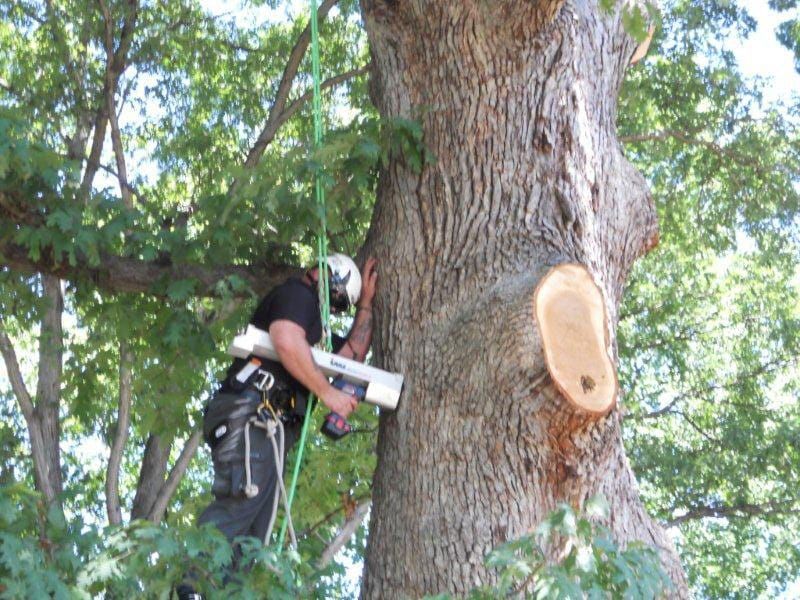 tree care