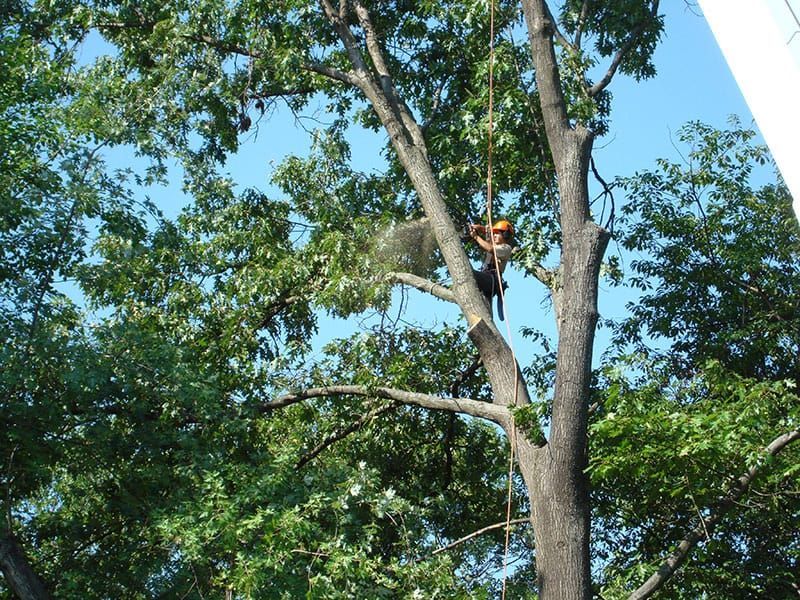 tree care
