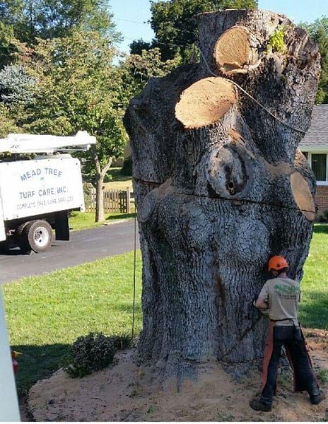 tree care