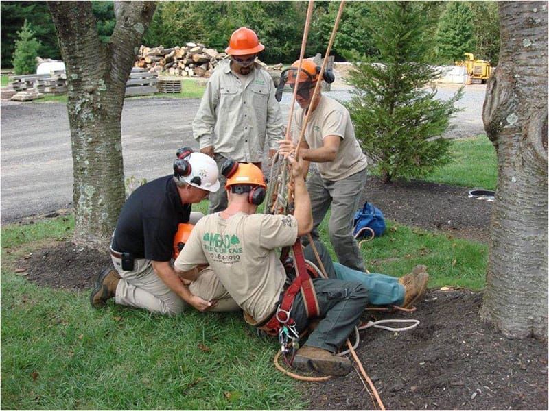 tree care