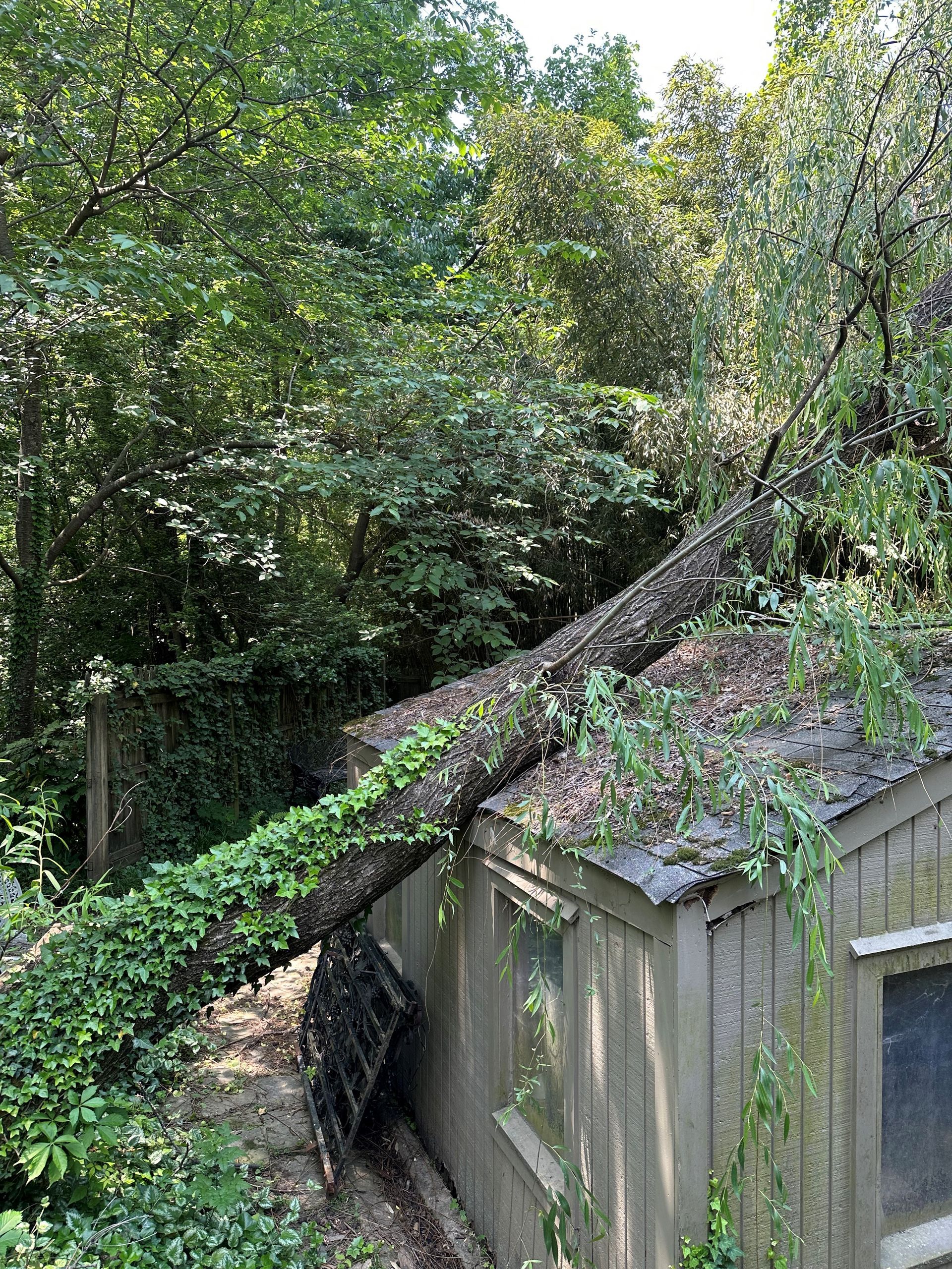 A large fallen tree lying across the roof of a grey wooden shed surrounded by foliage.