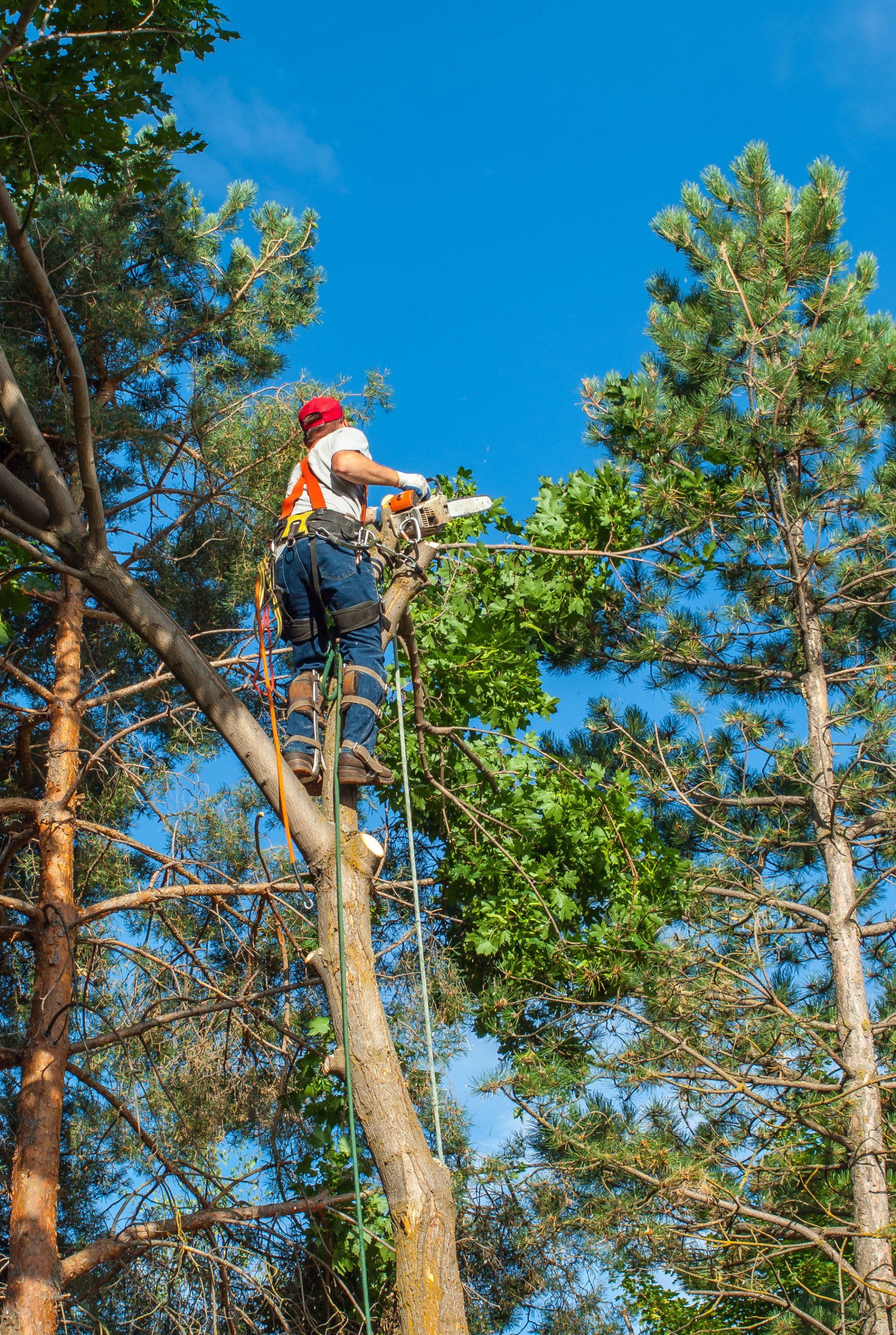 Tree trimming