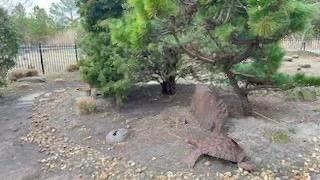 a statue of a starfish is sitting in the middle of a park surrounded by trees .