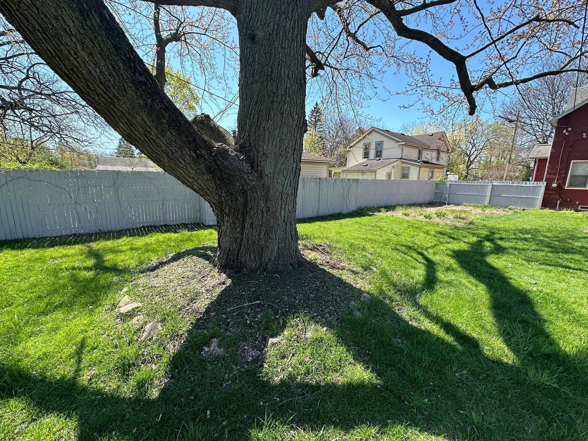Large tree casting shadows on a grassy yard beside a white fence and houses under a blue sky.