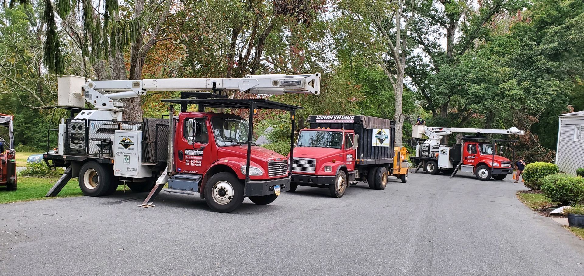 Tree Mike Mike Grigor | Affordable Tree Experts