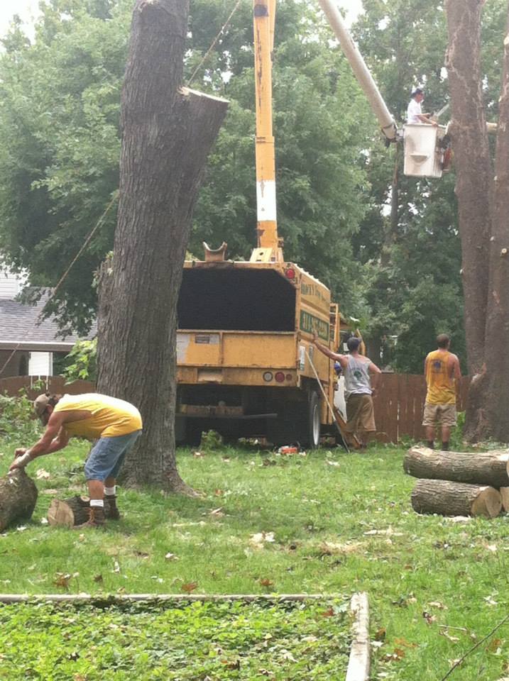Recent tree service