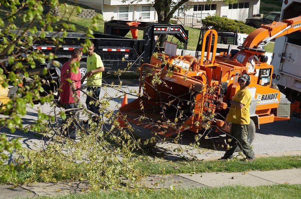 Recent tree service