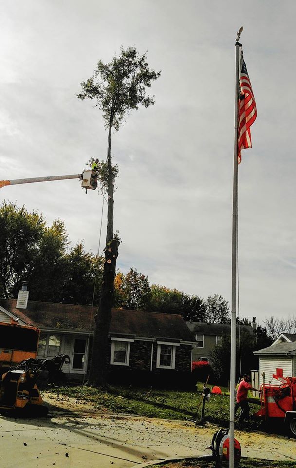 Recent tree service