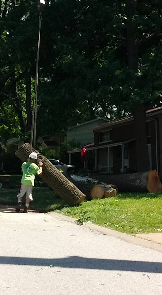 Recent tree service