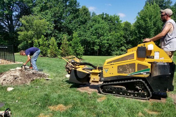 Learn More About Stump Removal Stump removal