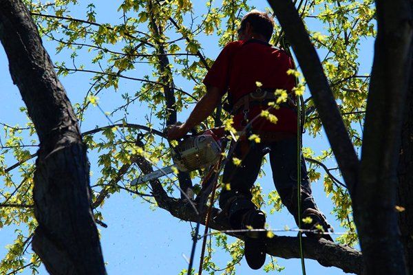 Learn More About Tree Trimming Tree trimming