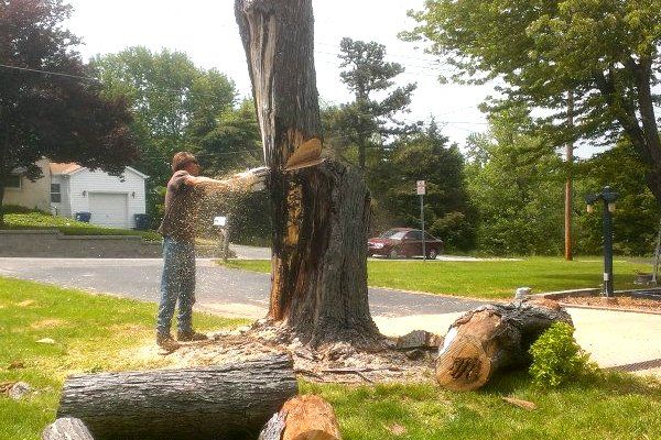 Learn More About Tree Removal Tree removal
