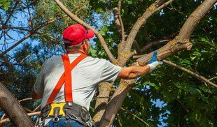 Worker pruning the tree
