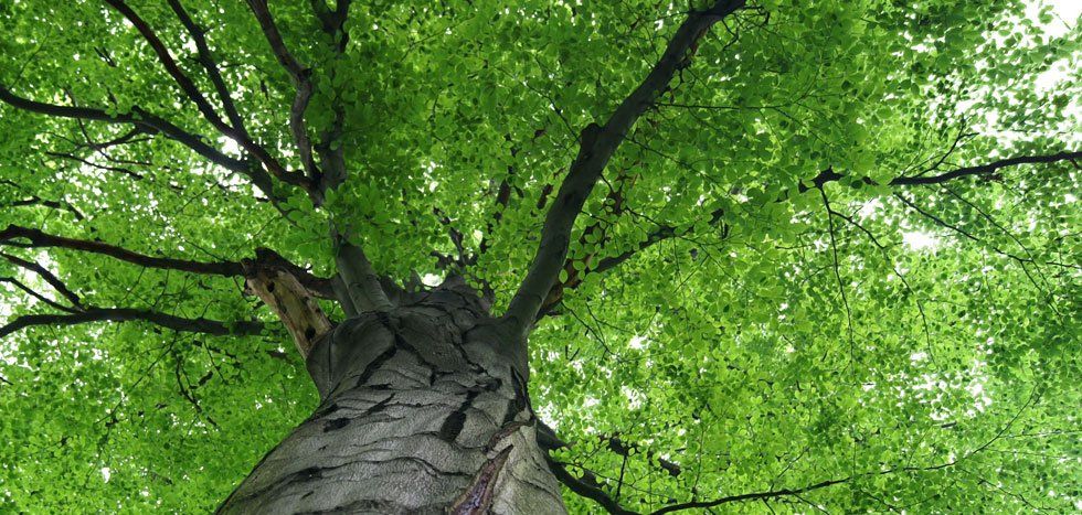 Green healthy tree