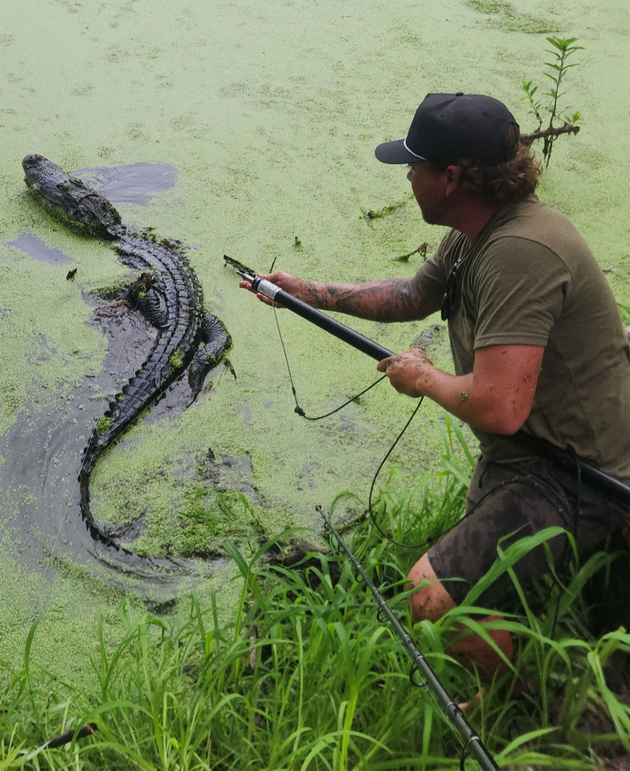 Man using a grabber to catch an alligator in a green, swampy pond