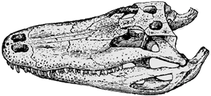 Black-and-white sketch of a horse skull in side view with detailed teeth and eye socket