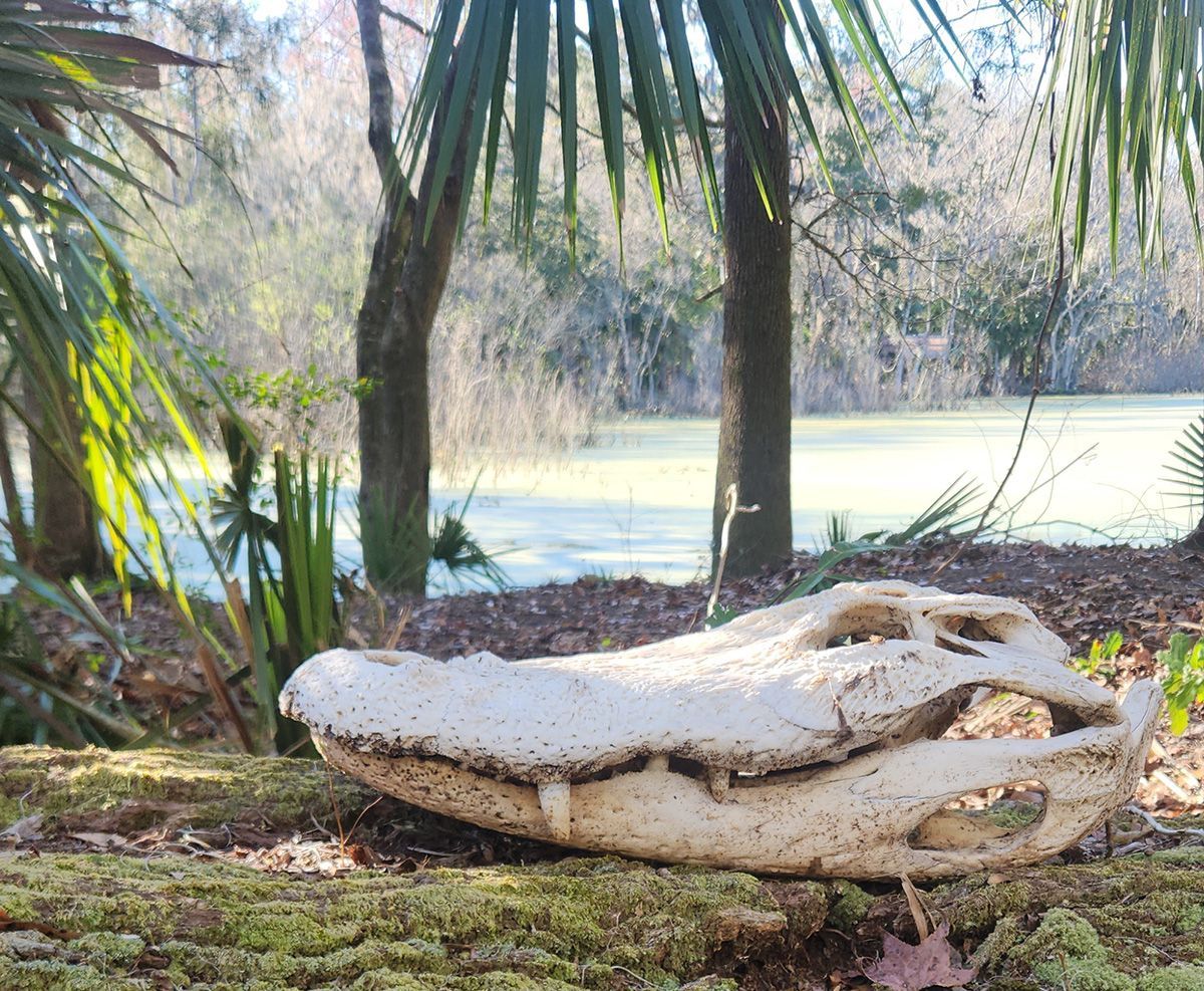 Large pale alligator-shaped skull on a mossy bank beside a calm river in a wooded area