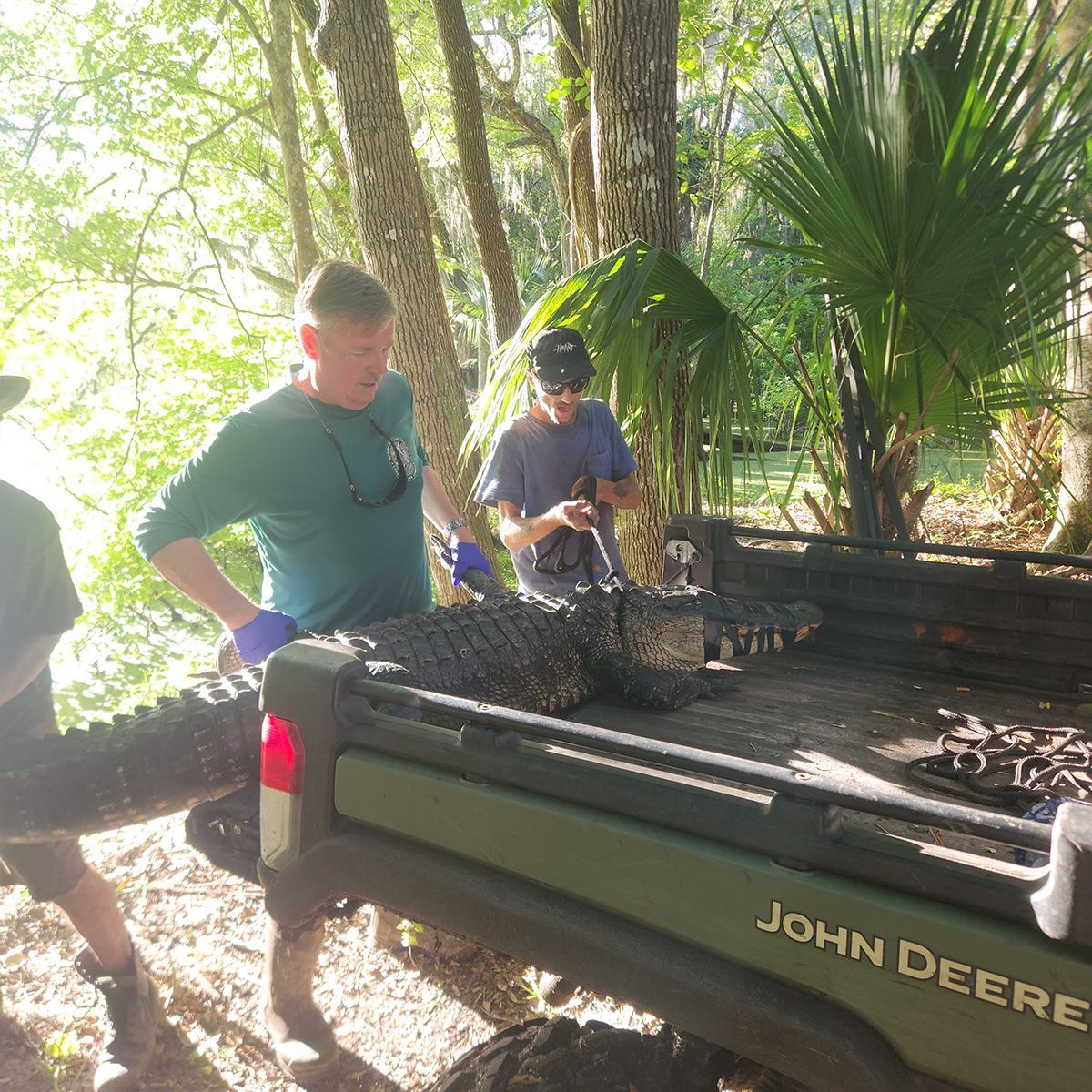 People loading branches into a John Deere utility vehicle in a wooded area
