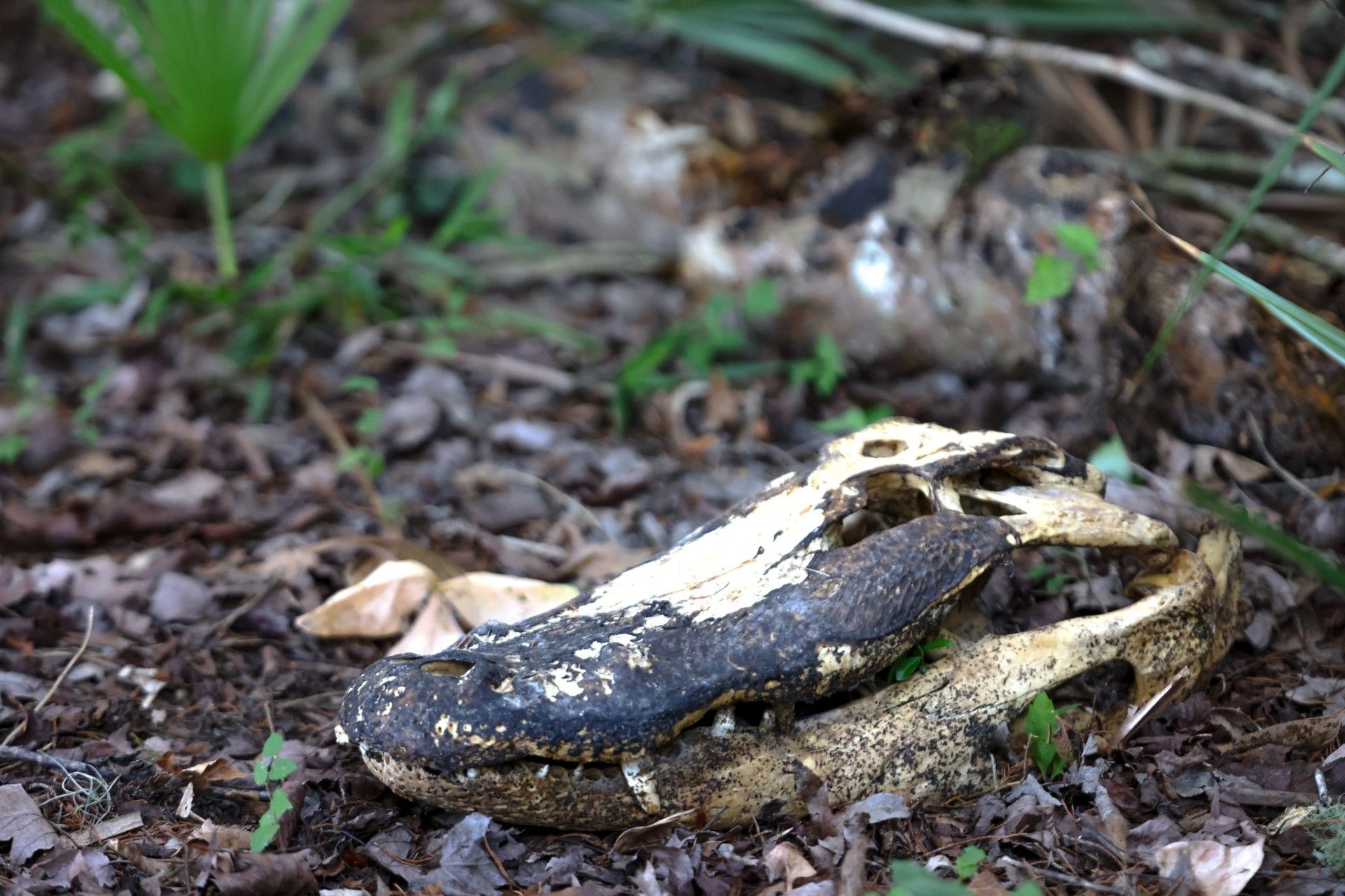 A black and cream frog camouflaged among leaves and soil on the forest floor.