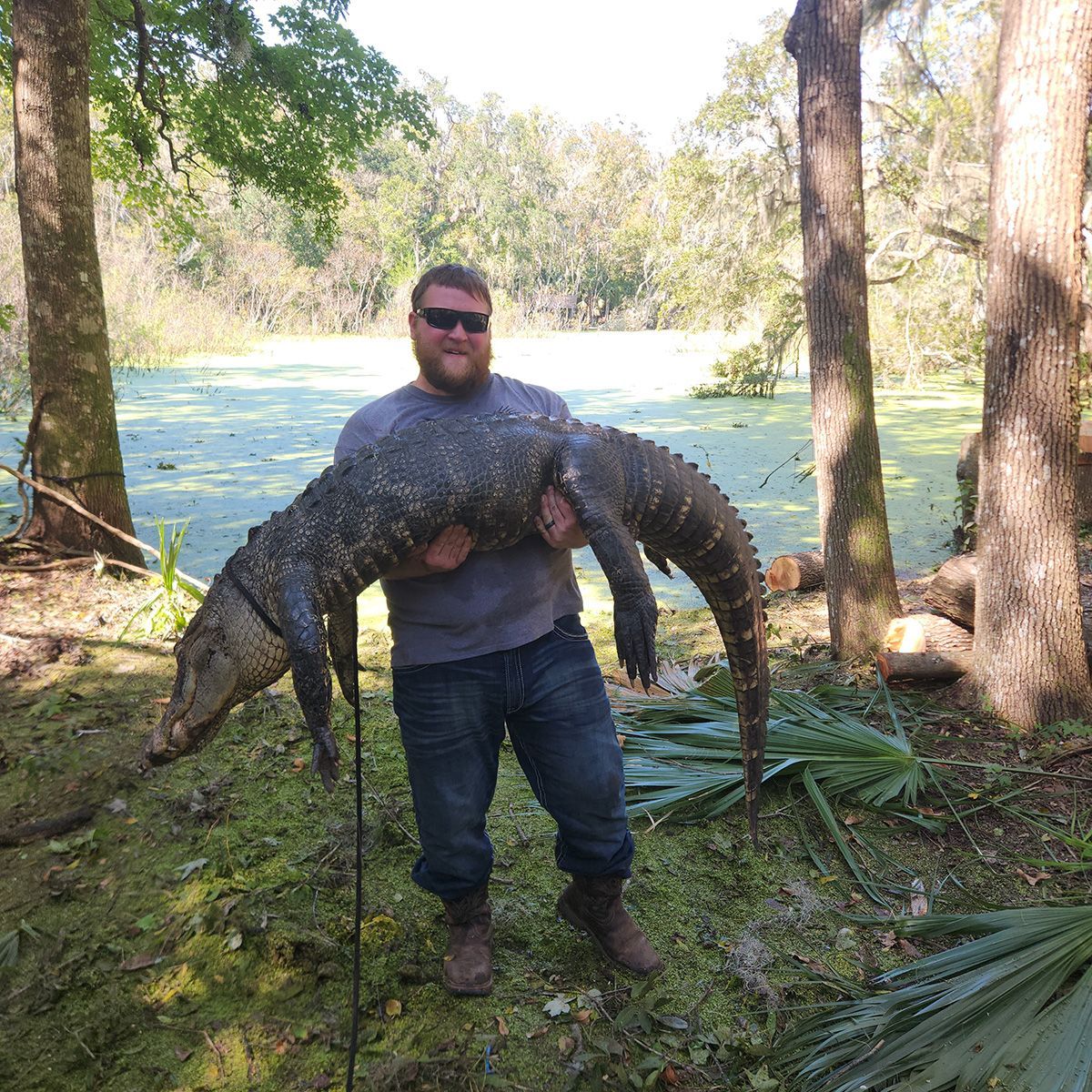 Man holding a large alligator by a swampy pond with trees and lily pads in the background