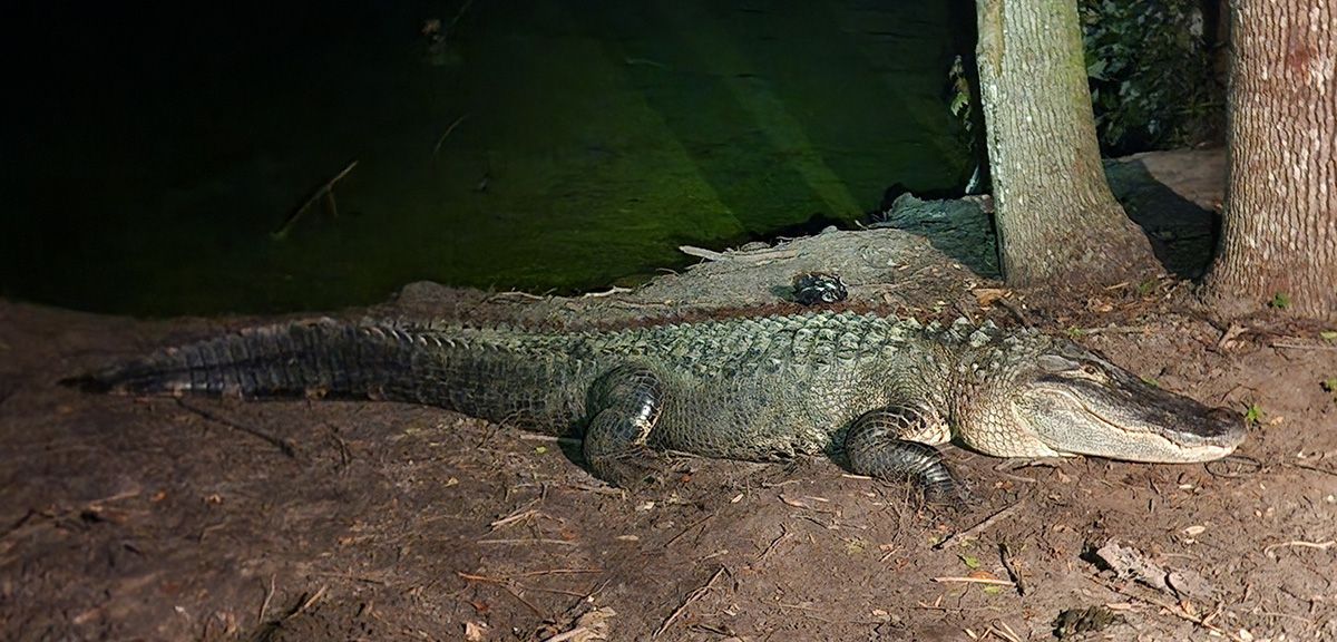 Large crocodile lying on dirt at night beside a tree, lit by a bright flash