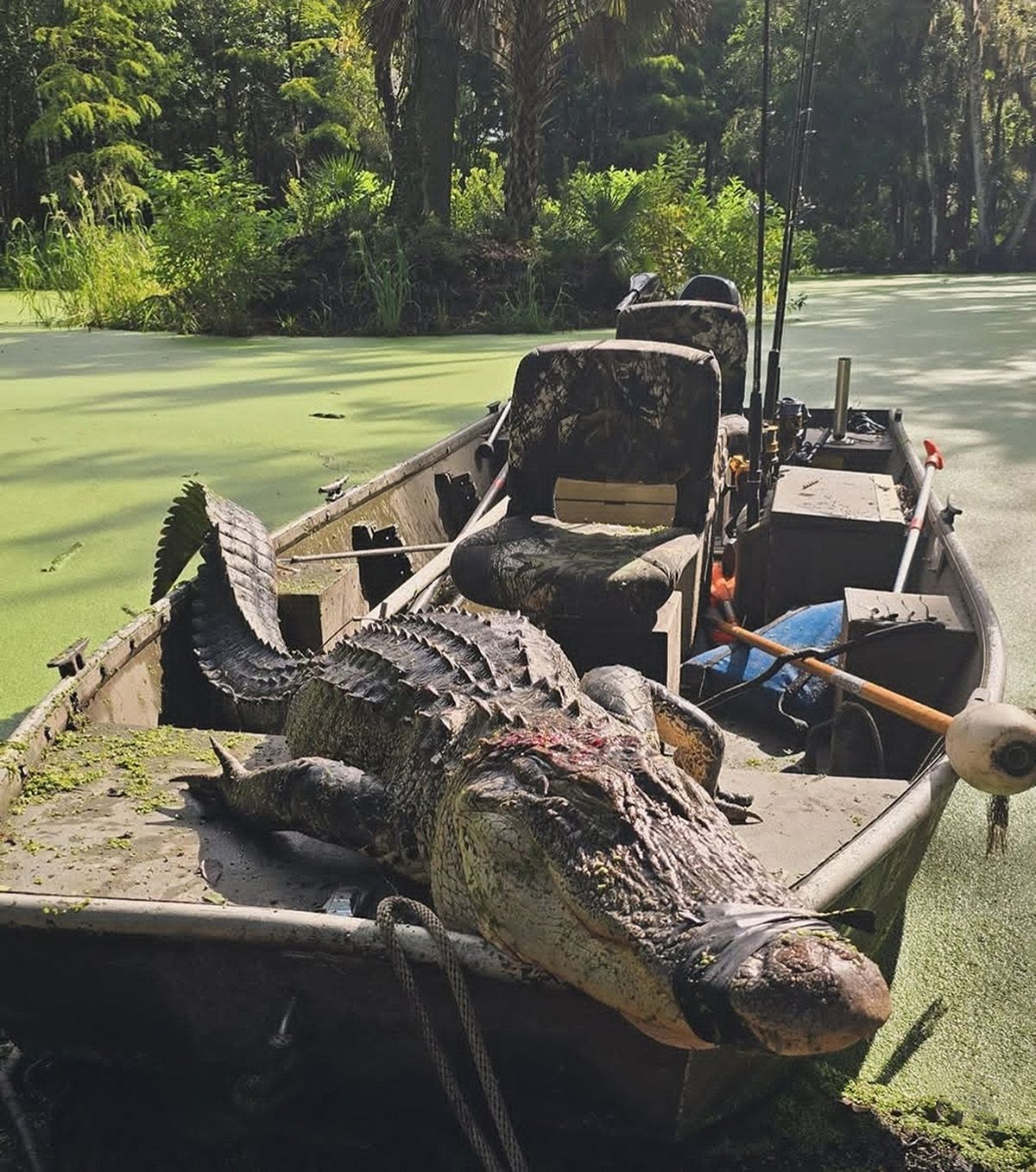 Alligator-shaped boat moored by a green, algae-covered waterway in a wooded area