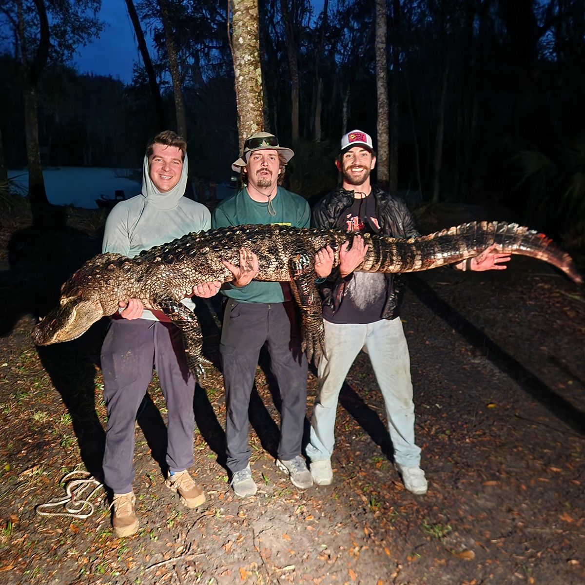 Three people holding a large alligator at night in a wooded area.