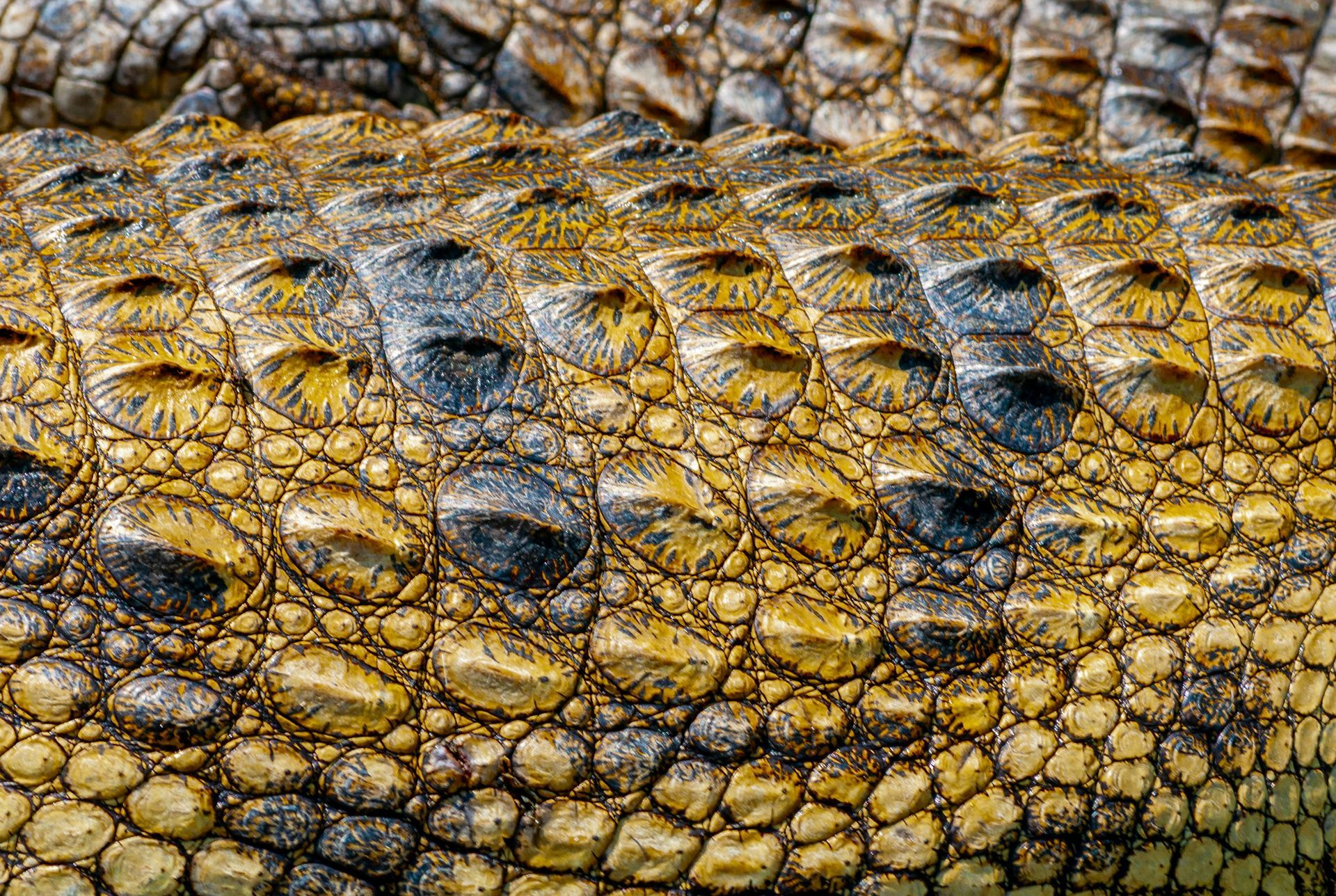 Close-up of scaly reptile skin with yellow-brown texture and dark oval spots