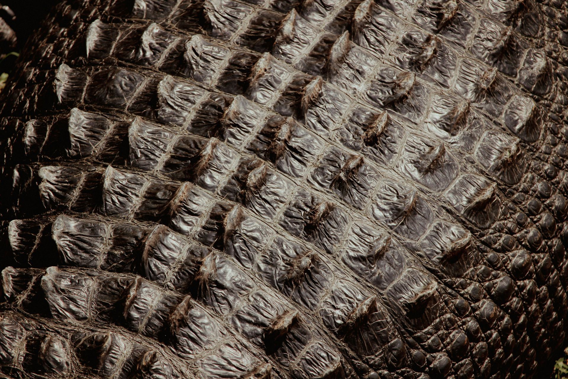 Close-up of dark brown reptile scales with a textured, overlapping pattern