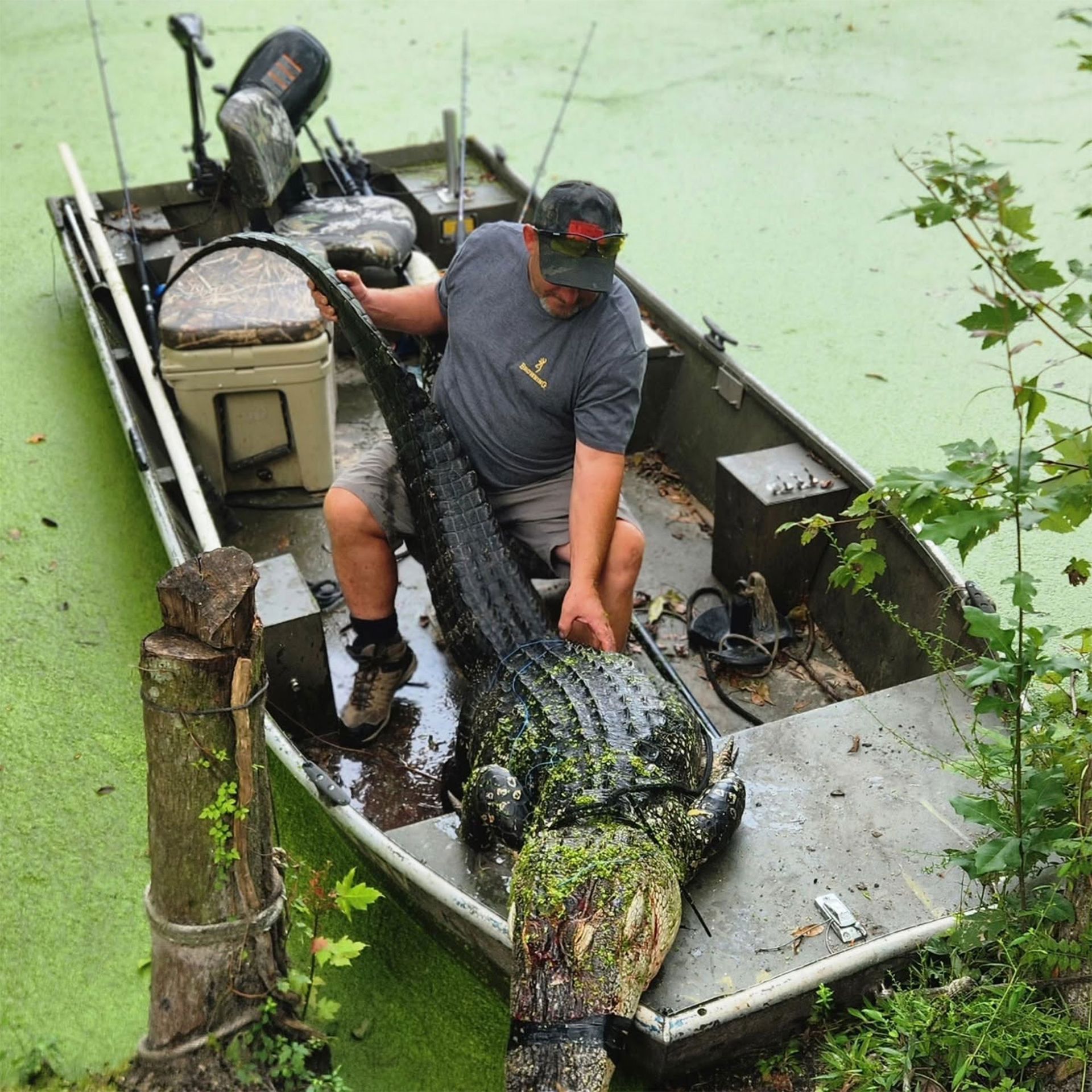 Man in a boat wrestling a large alligator in murky green water, with a wet dock beside him