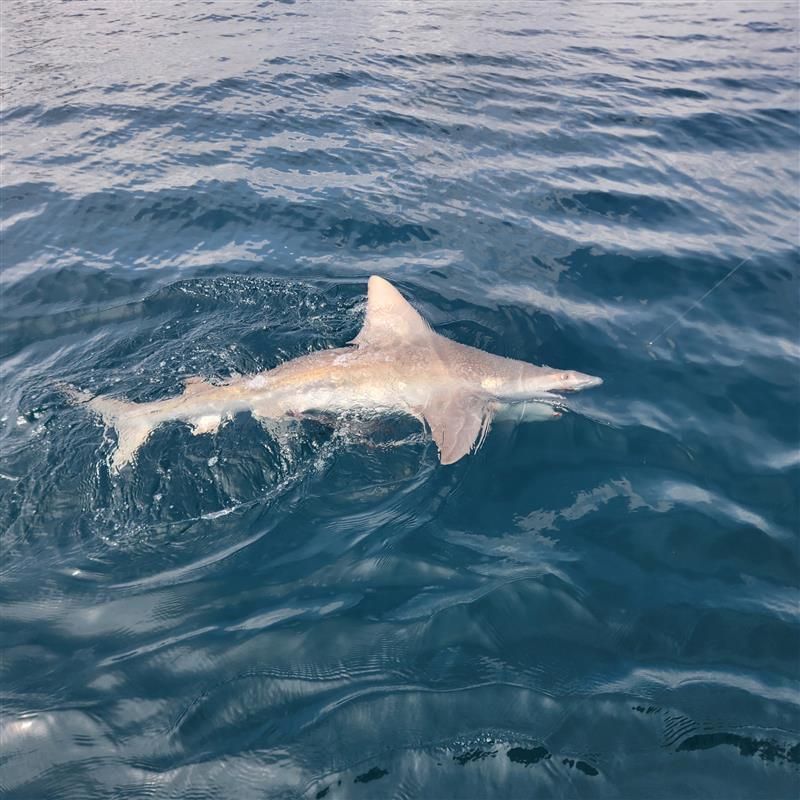 Shark fishing