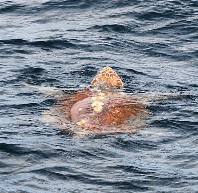Shark and offshore fishing