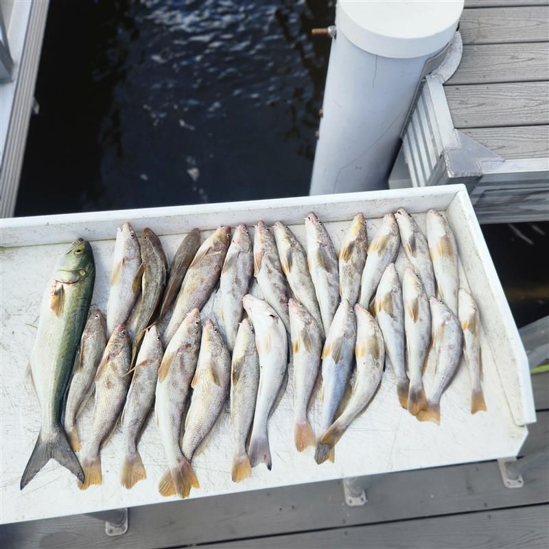 Shark and offshore fishing