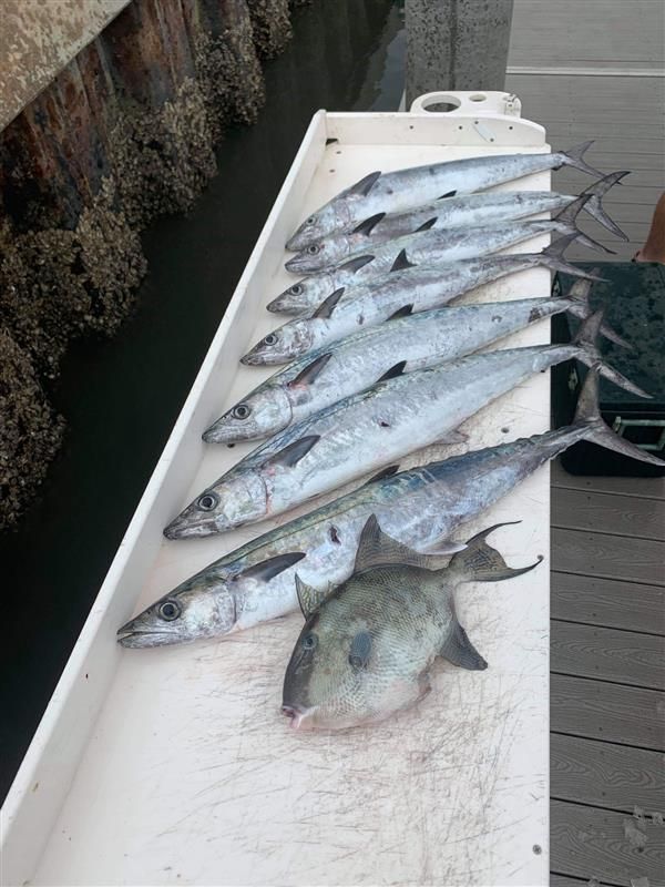 Shark and offshore fishing