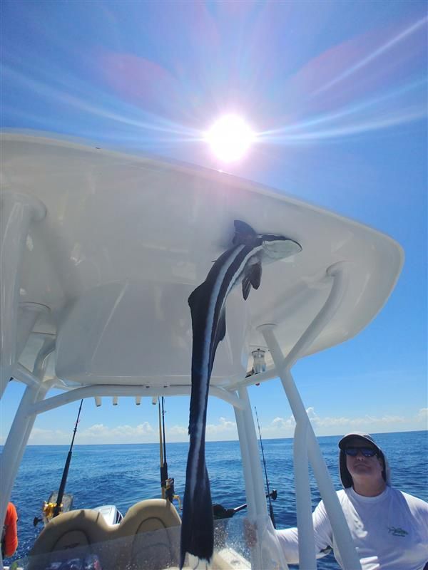 Shark and offshore fishing