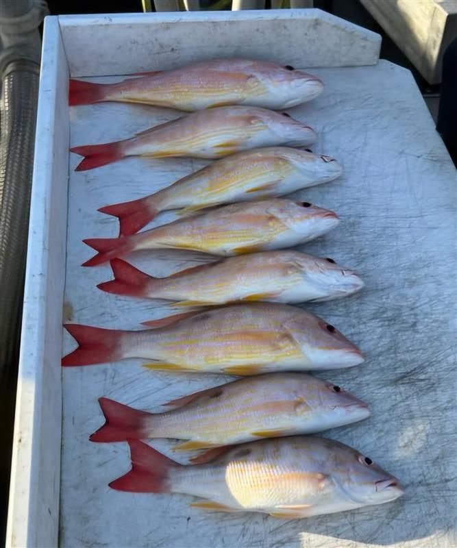 Shark and offshore fishing