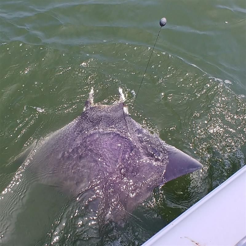 Shark and offshore fishing