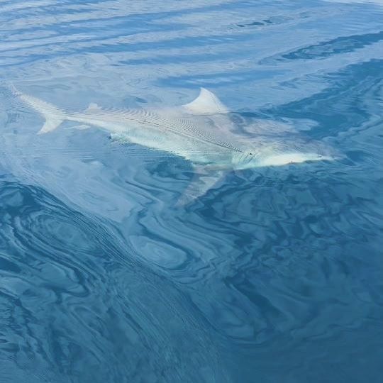 Shark and offshore fishing
