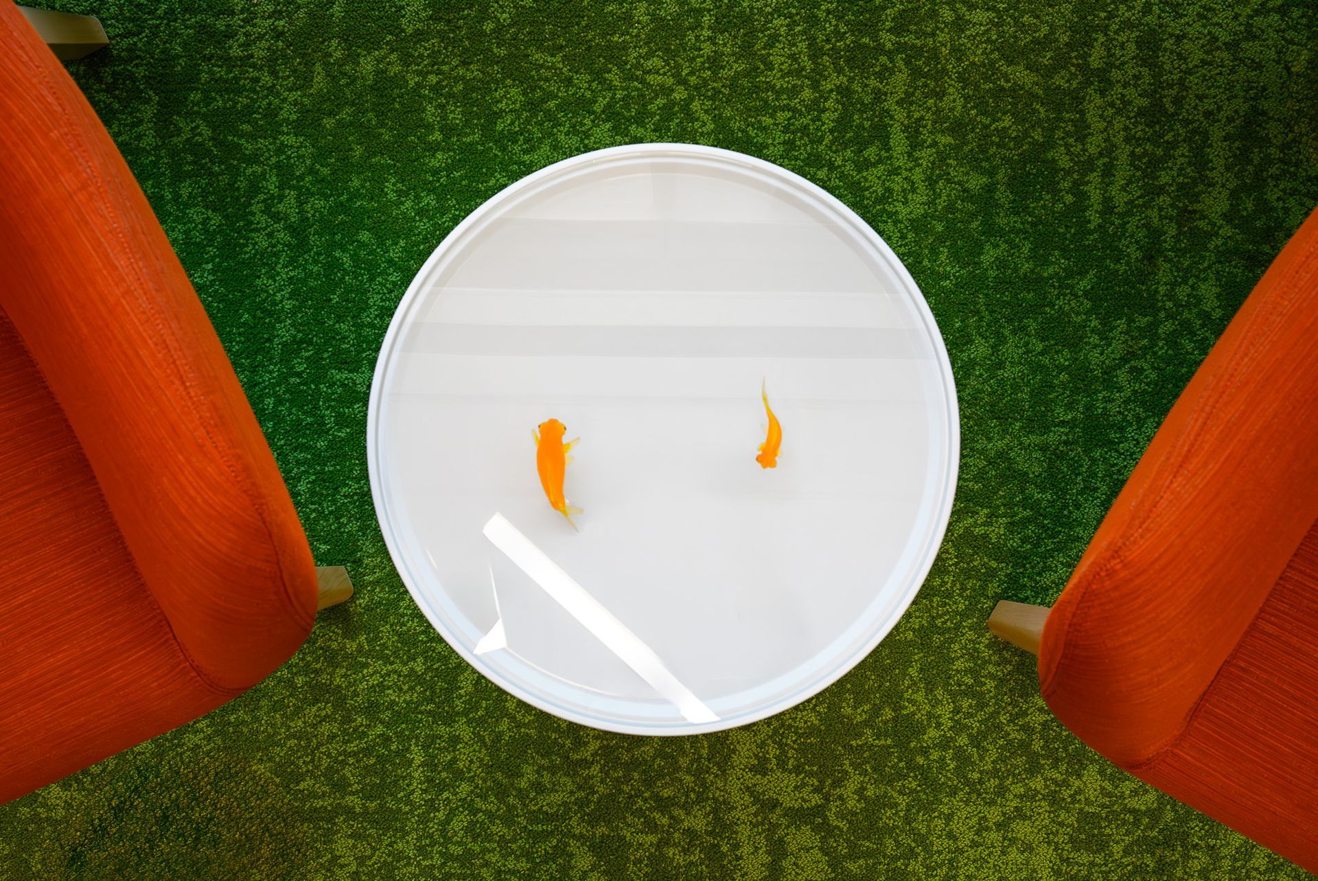 Top view of a small aquarium with fish