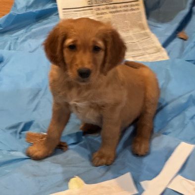Golden Retriever Puppy