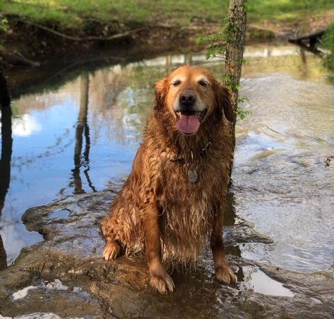 a muddy dog is sitting on a rock near a river .