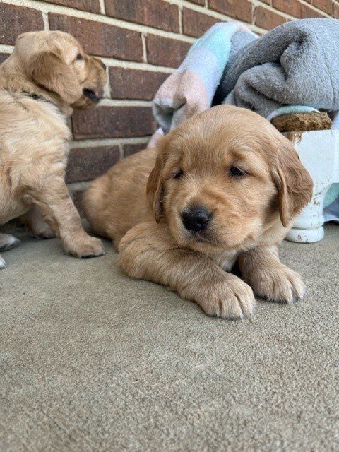 two puppies are laying on the ground in front of a brick wall .