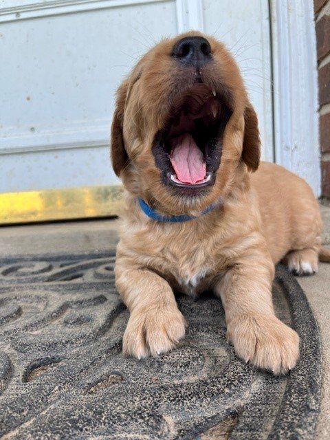 a puppy is yawning while laying on a door mat .