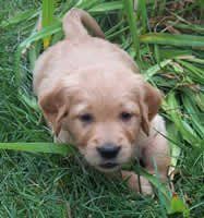 a puppy is laying in the grass