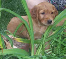 a brown puppy is sitting in the grass