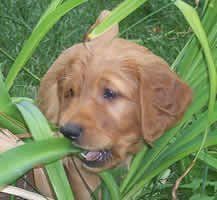 a brown puppy is sitting in the grass